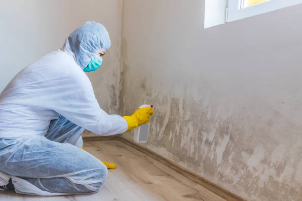 Licensed Commercial Mold Remediation service in Markham, IL - WQB Mold Removal